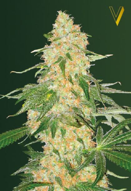 Featured Image of Super Extra Skunk