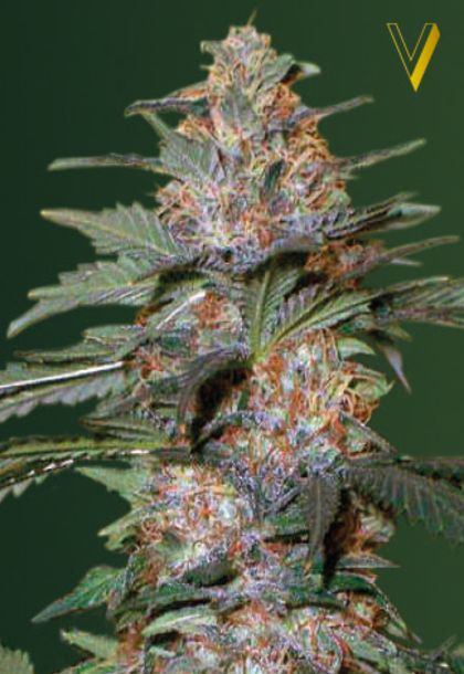 Featured Image of Auto Caramelino