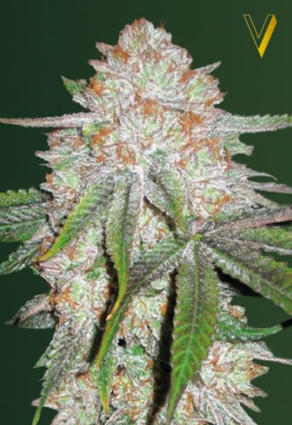 Featured Image of Auto Chocodope