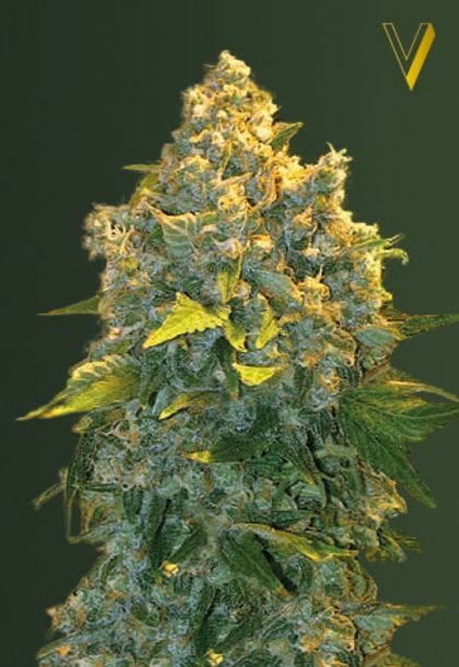 Featured Image of Auto Chronic Monster Xxl