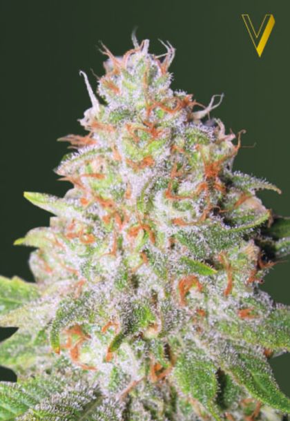 Featured Image of Auto Green Wild Shark