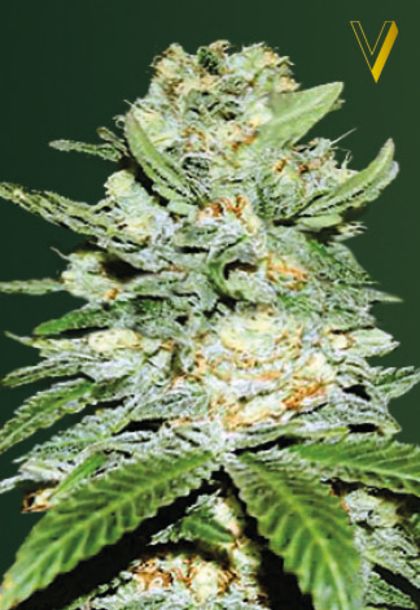 Featured Image of Auto Jack Hammer