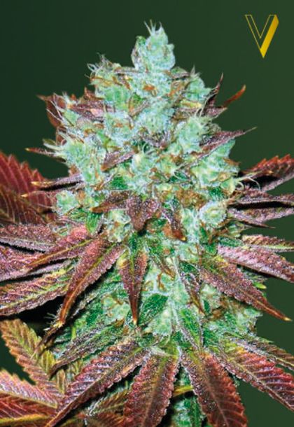 Featured Image of Auto Nhl Diesel