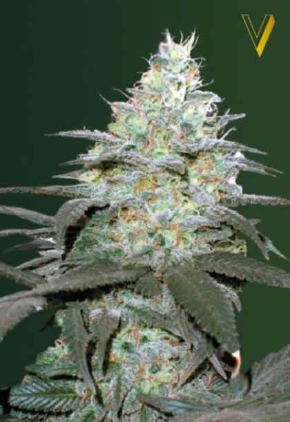 Featured Image of Auto Original Berry