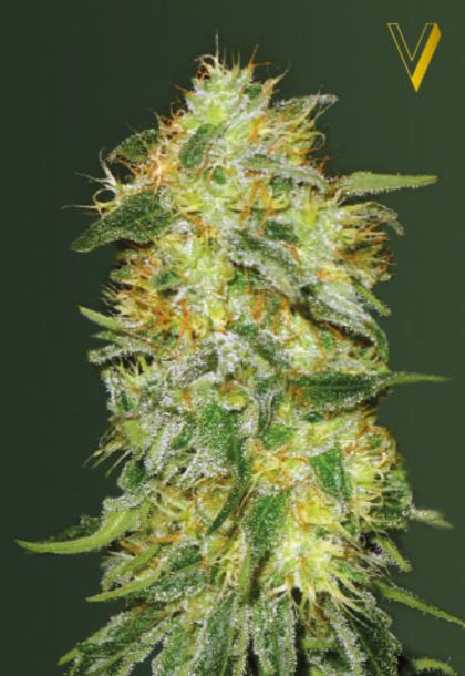 Featured Image of Auto Original Limonade Skunk