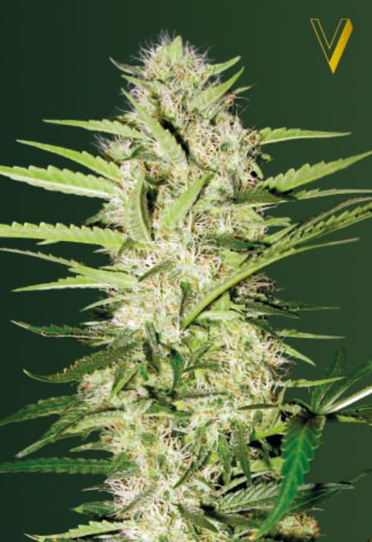 Featured Image of Auto Parmesan