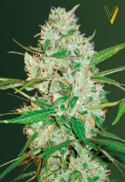 Featured Image of Auto Red Russian Xxl