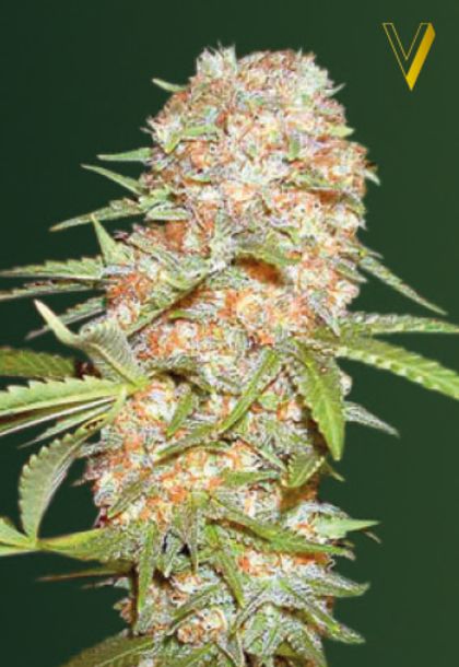 Featured Image of Auto Super Extra Skunk