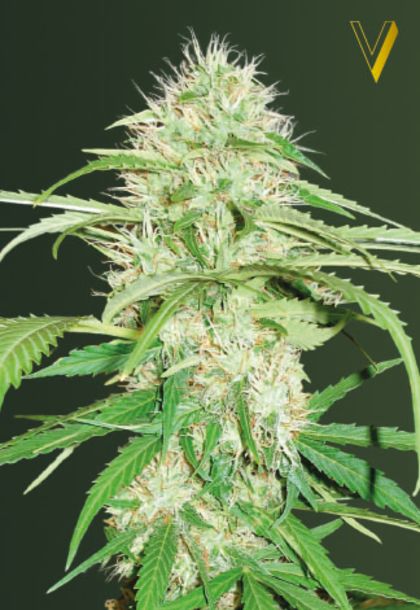 Featured Image of Auto Super Mazar