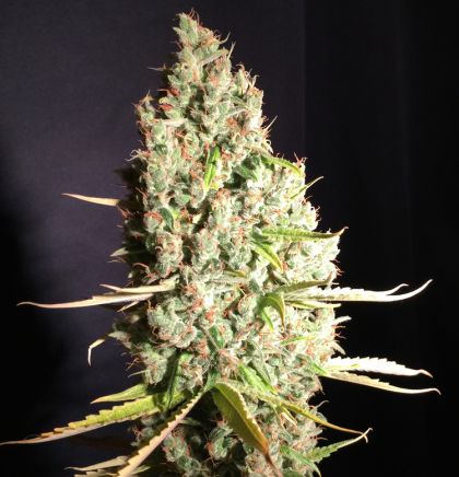 Featured Image of Chicle Aka Bubbledawg