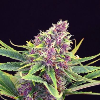 Featured Image of Purple Kush