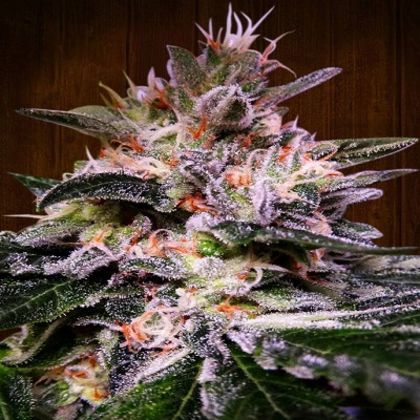 Featured Image of Bubba Hash