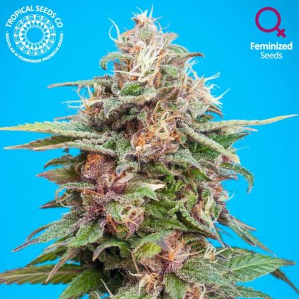 Featured Image of Bisho Purple