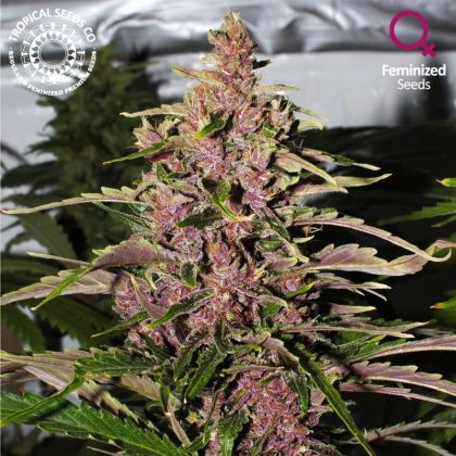 Featured Image of Afrokush