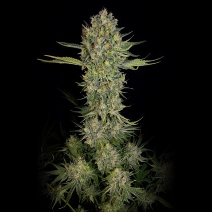 Featured Image of Serious Kush