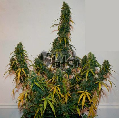 Featured Image of Formula One Autoflowering