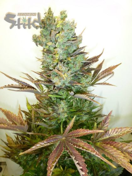Featured Image of Stitch's Love Potion Autoflowering