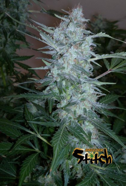 Featured Image of White Sirius Autoflowering