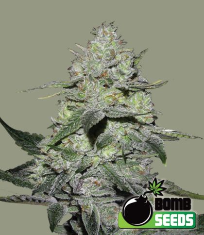 Featured Image of Gorilla Bomb