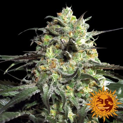 Featured Image of Peyote Cookies
