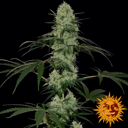 Featured Image of Tangerine Dream Auto
