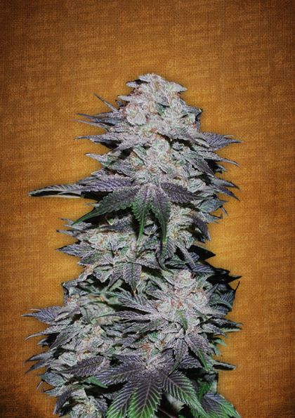 Featured Image of Blackberry Autoflowering