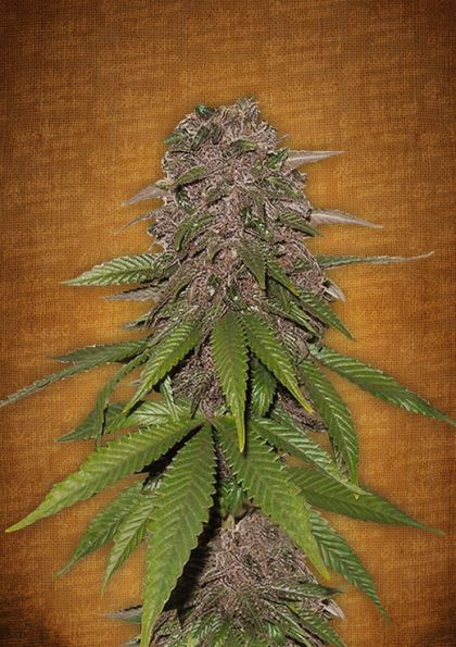 Featured Image of C4-Matic Autoflowering