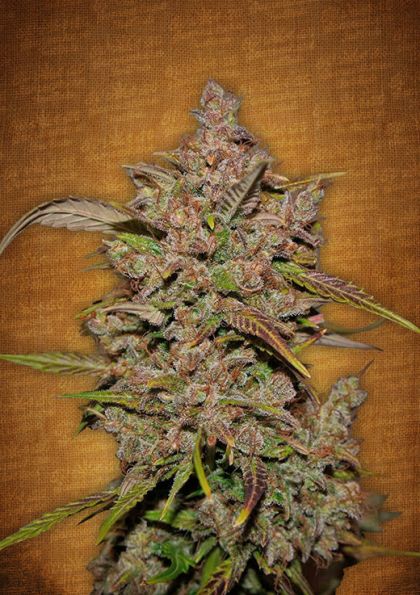 Featured Image of Crystal Meth Autoflowering