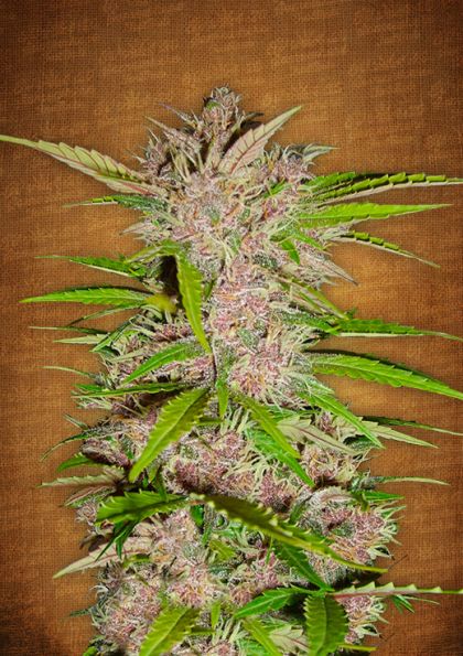 Featured Image of Fastberry Autoflowering