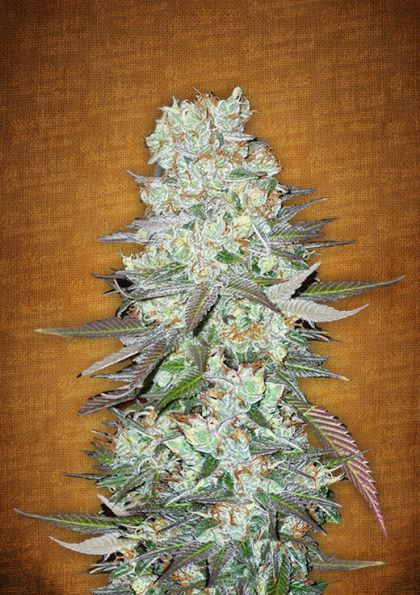 Featured Image of G14 Autoflowering