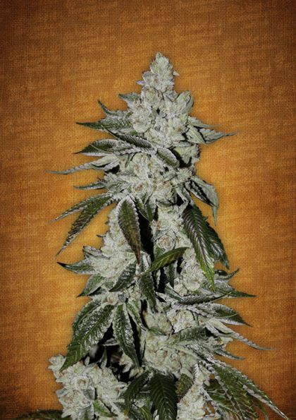 Featured Image of Girl Scout Cookies Autoflowering