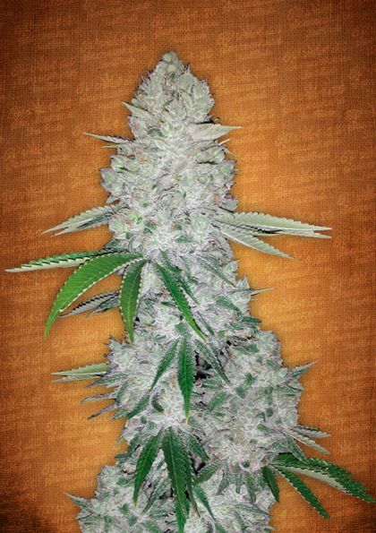 Featured Image of Gorilla Glue Autoflowering