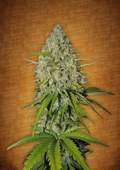 Featured Image of Grapefruit Matic Autoflowering