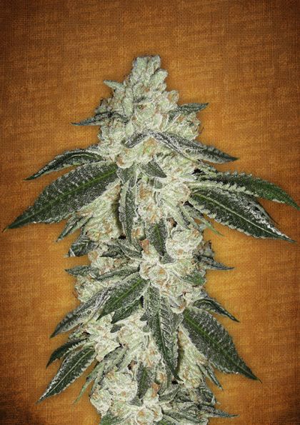 Featured Image of Green Crack Autoflowering