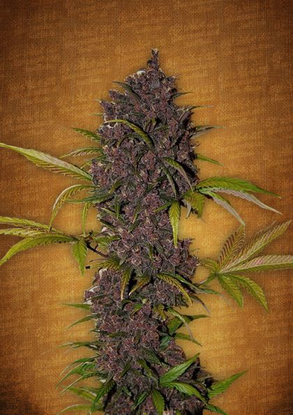 Featured Image of Lsd-25 Autoflowering