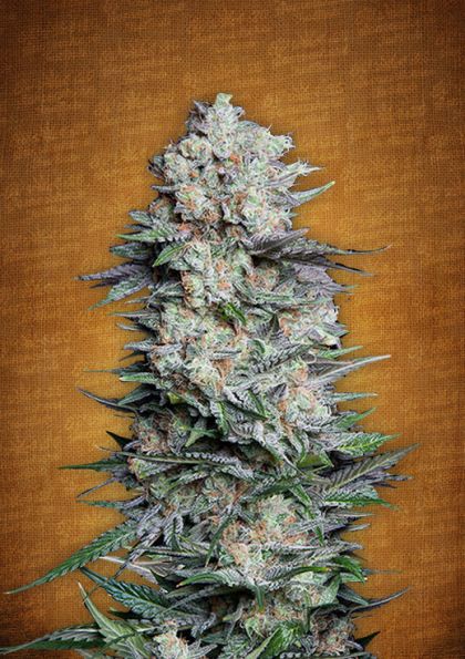 Featured Image of Mexican Airlines Autoflowering