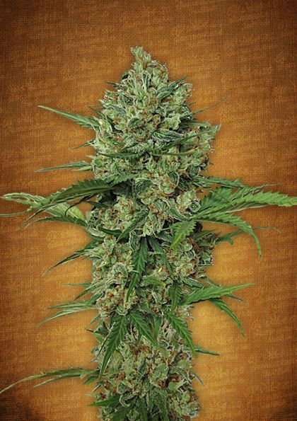 Featured Image of Northern Express Autoflowering