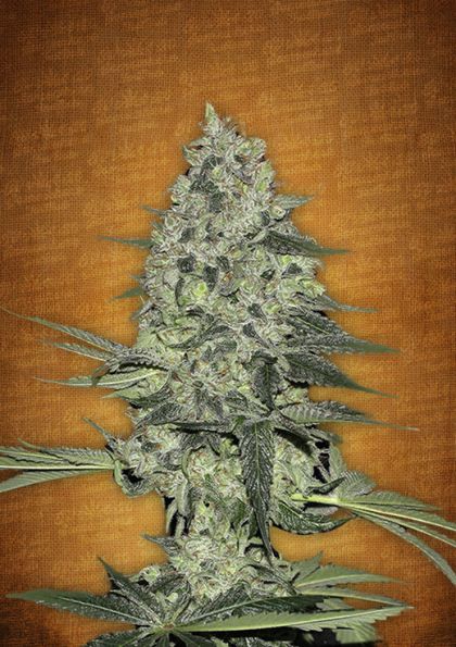 Featured Image of Rhino Ryder Autoflowering