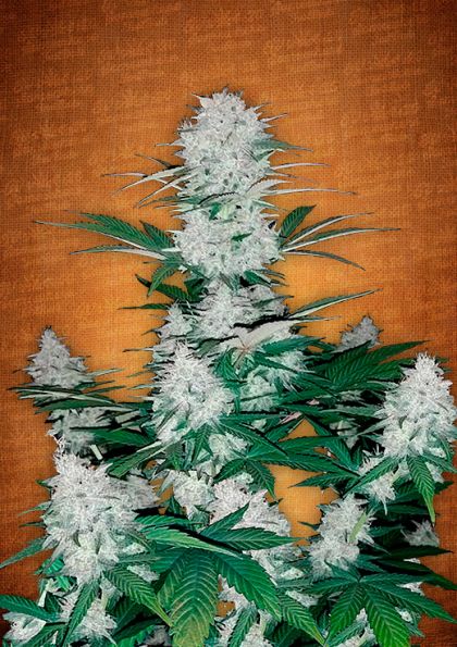 Featured Image of Six Shooter Autoflowering