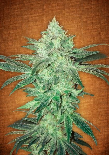 Featured Image of Stardawg Autoflowering