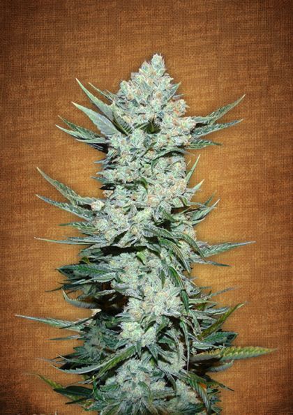 Featured Image of Tangie Matic Autoflowering