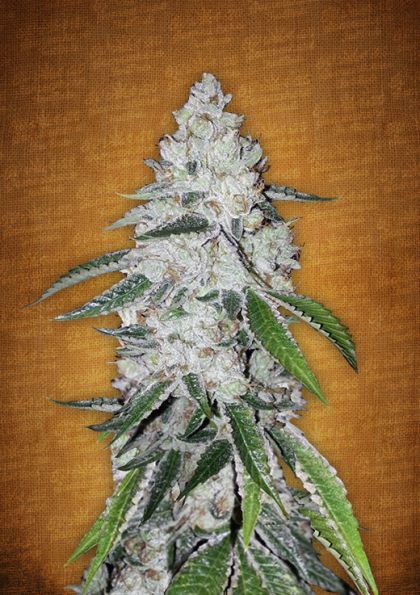 Featured Image of West Coast O.G. Autoflowering