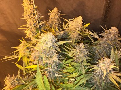 Featured Image of C99 X Blueberry Fast