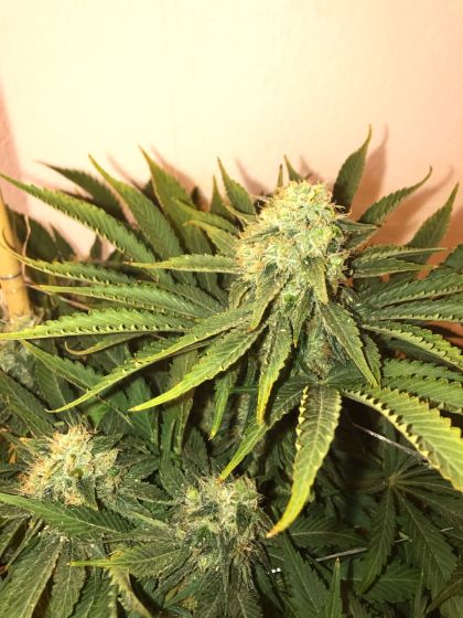 Featured Image of Big Nugs Fast