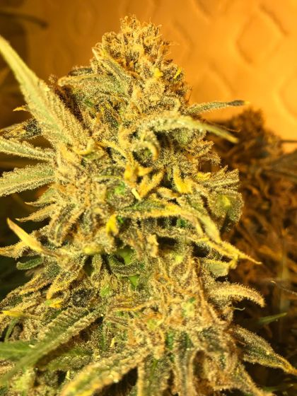 Featured Image of Jack Herer Fast