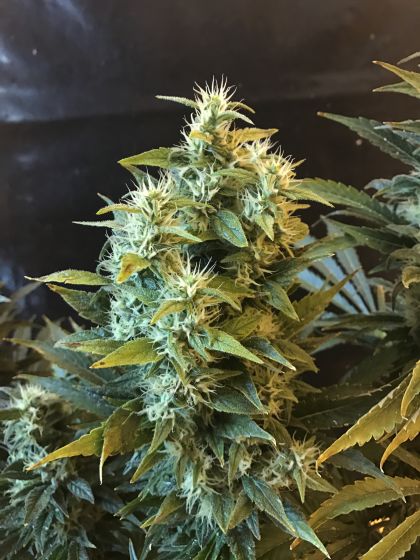 Featured Image of Power Africa X Mk Ultra Fast