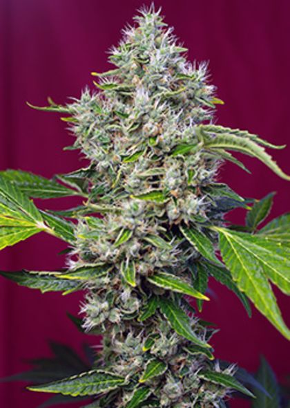 Featured Image of San Fernando Lemon Kush