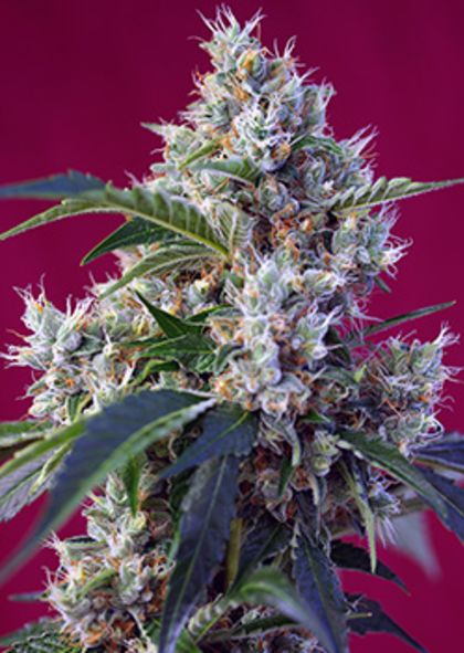 Featured Image of Indigo Berry Kush