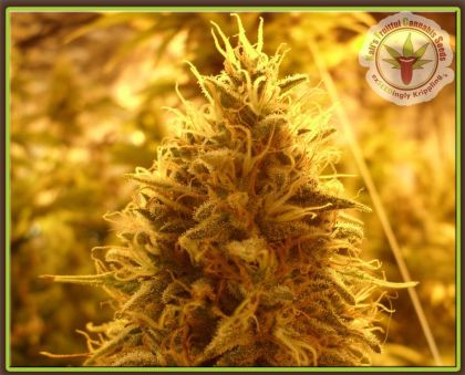 Featured Image of Puff Puff Pass Out