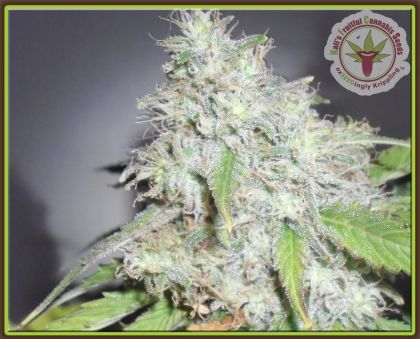 Featured Image of Kali's White Shadow